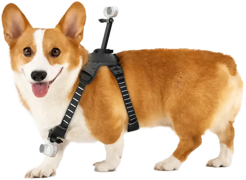 Insta360 Husdjurssele M för Actionkamera